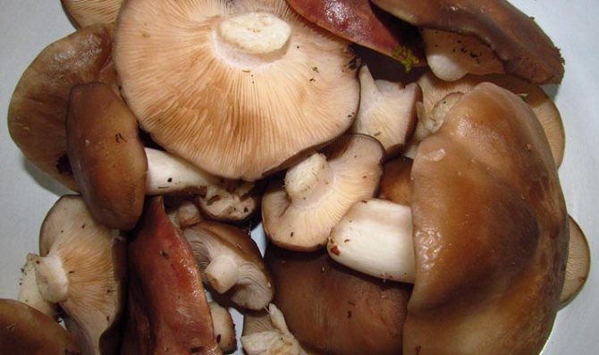 Засоленные грибы